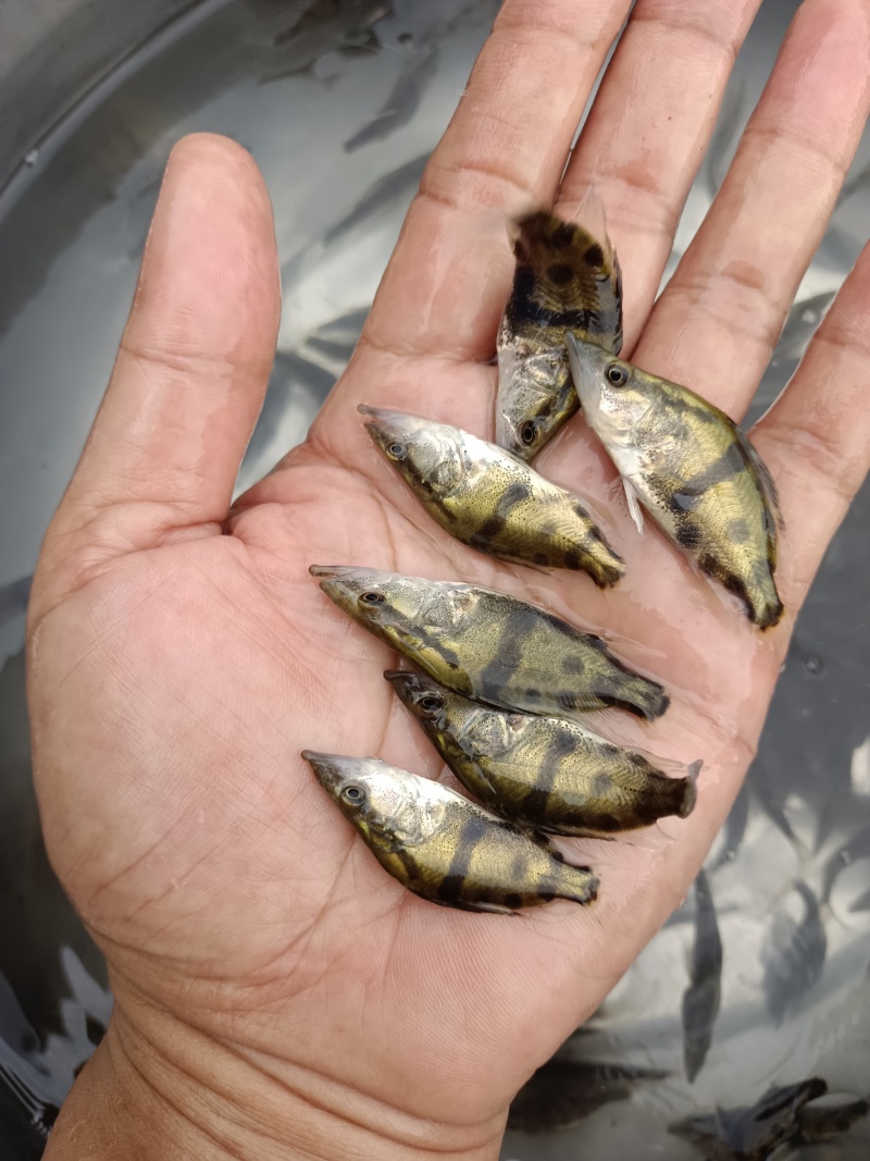 桂花鱼苗、鳜鱼苗、翘嘴鳜鱼苗基地直销，量大优惠，提供技术