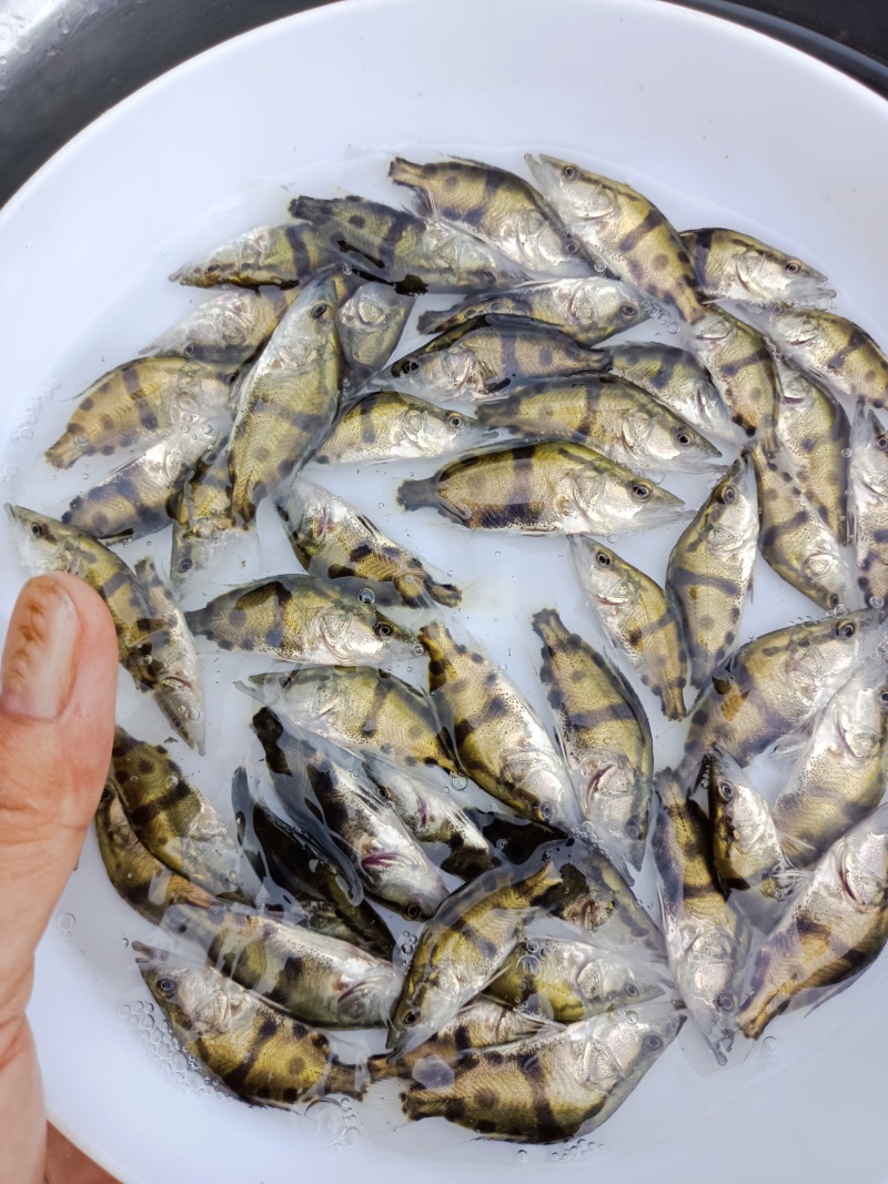 桂花鱼苗、鳜鱼苗、翘嘴鳜鱼苗基地直销，量大优惠，提供技术