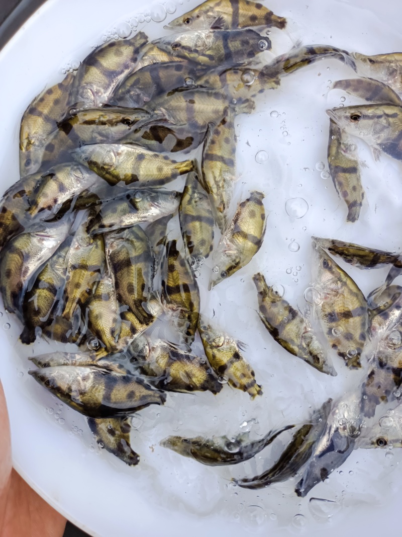 桂花鱼苗、鳜鱼苗、翘嘴鳜鱼苗基地直销，量大优惠，提供技术