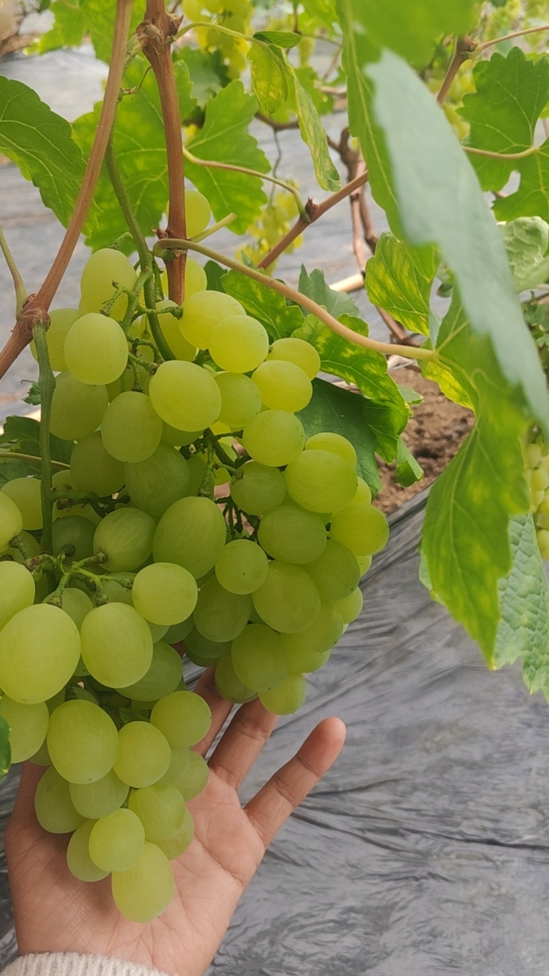 莒县维多利亚青提葡萄大量上市了。欢迎老板们订棚