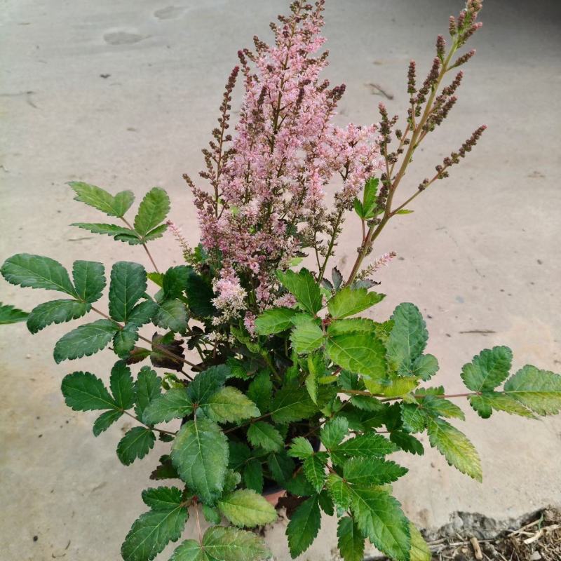 络新妇基地直发，绿化，花境都可以用