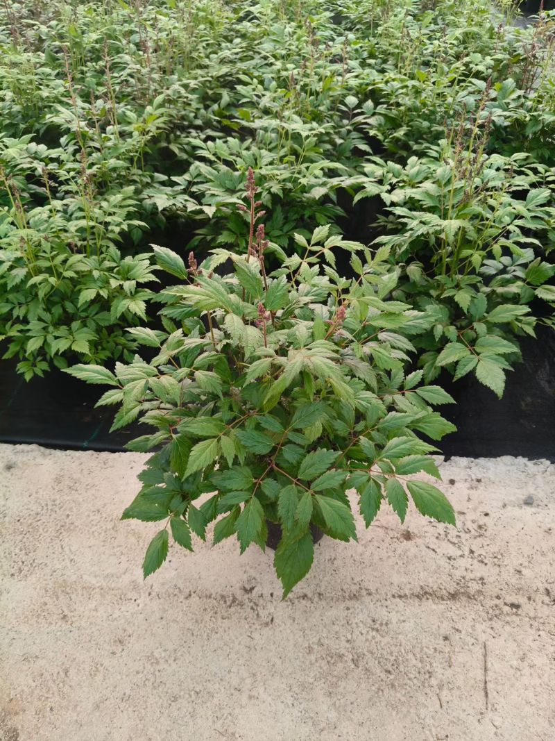 络新妇基地直发，绿化，花境都可以用