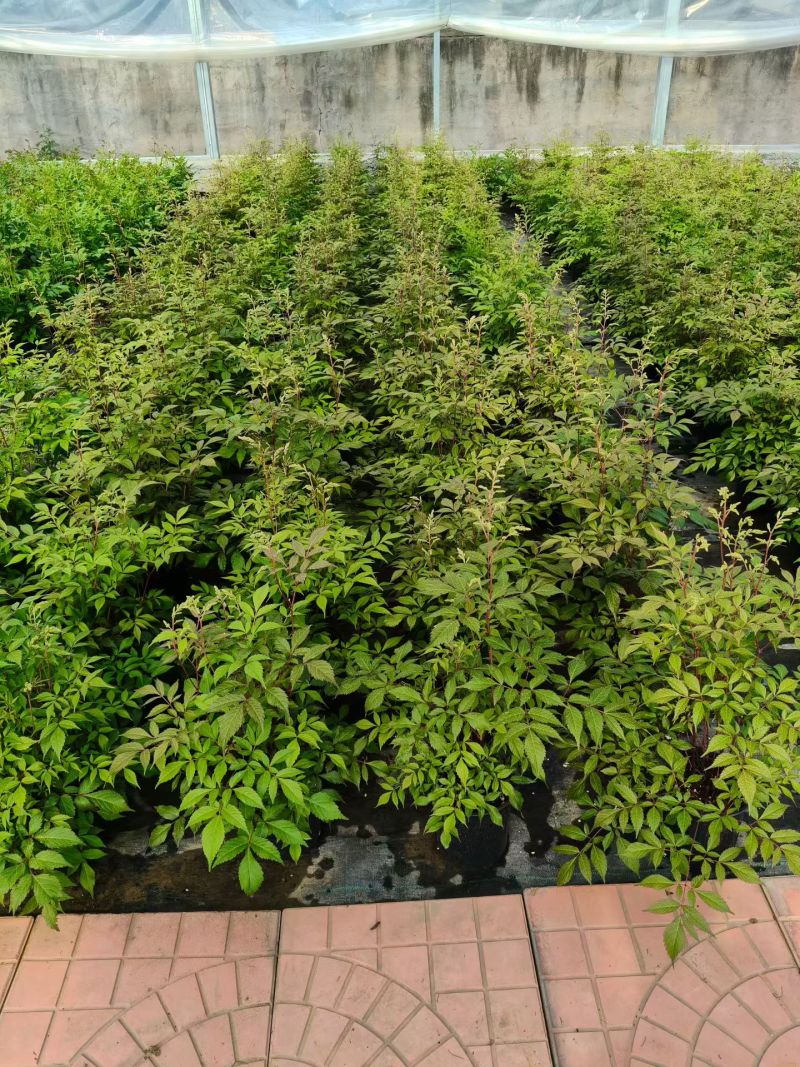 络新妇基地直发，绿化，花境都可以用
