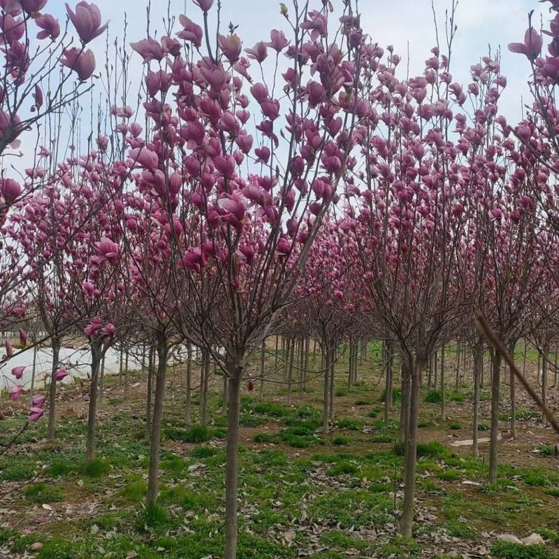 3公分红玉兰紫玉兰白玉兰黄玉兰玉兰种植基地南阳