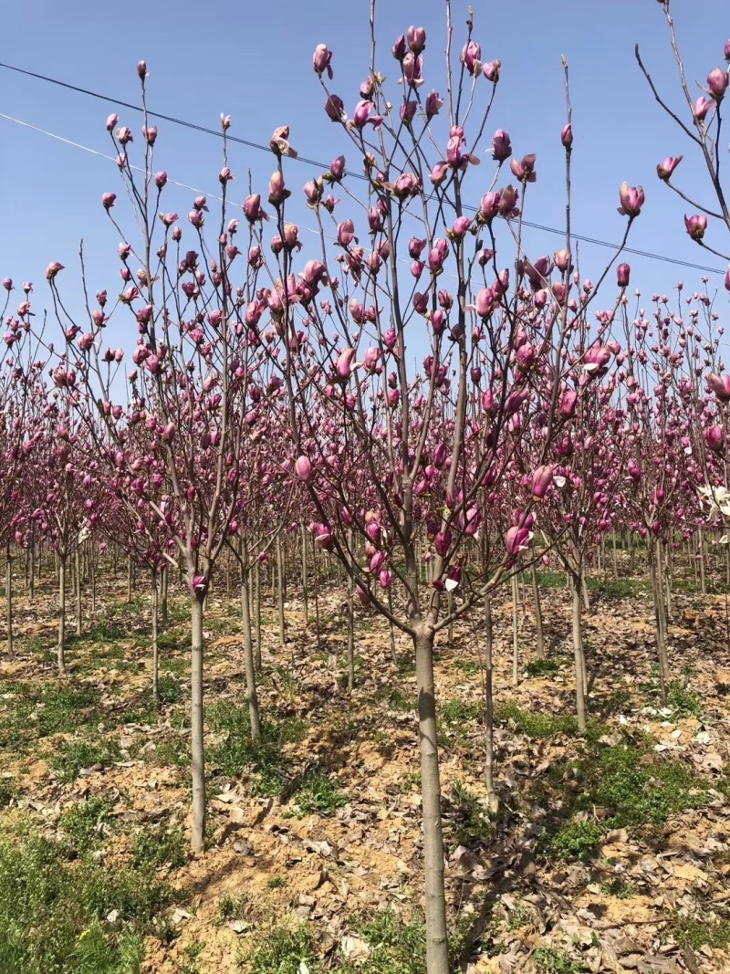 3公分红玉兰紫玉兰白玉兰黄玉兰玉兰种植基地南阳