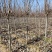3公分红玉兰紫玉兰白玉兰黄玉兰玉兰种植基地南阳