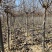 3公分红玉兰紫玉兰白玉兰黄玉兰玉兰种植基地南阳