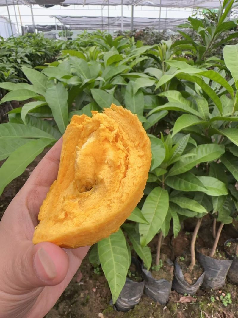 耀堂仙桃苗批发