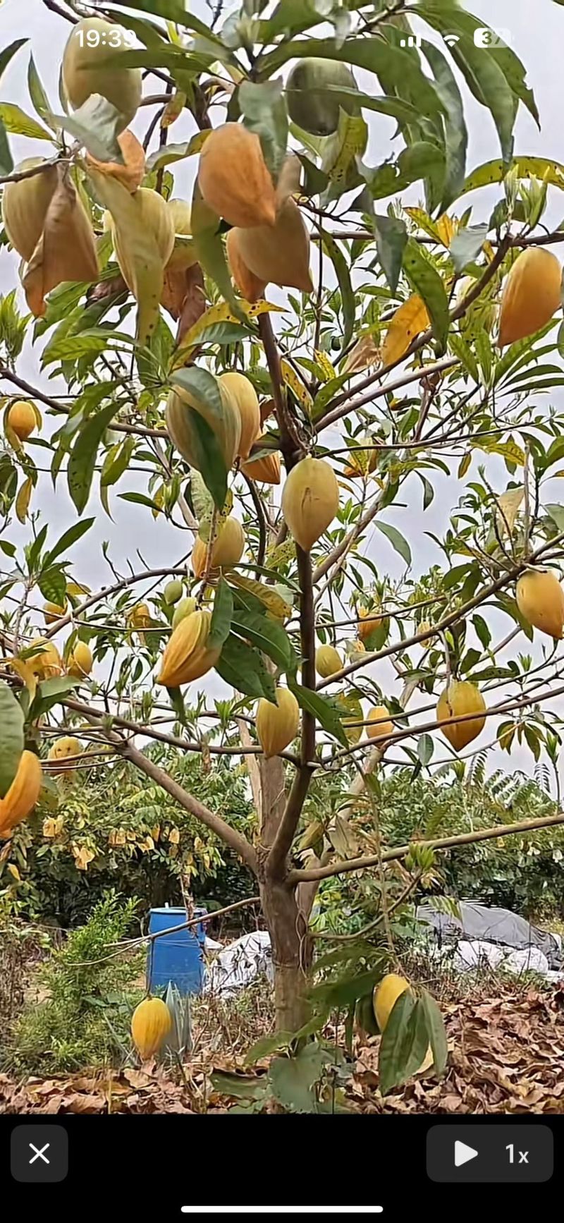 耀堂仙桃苗批发