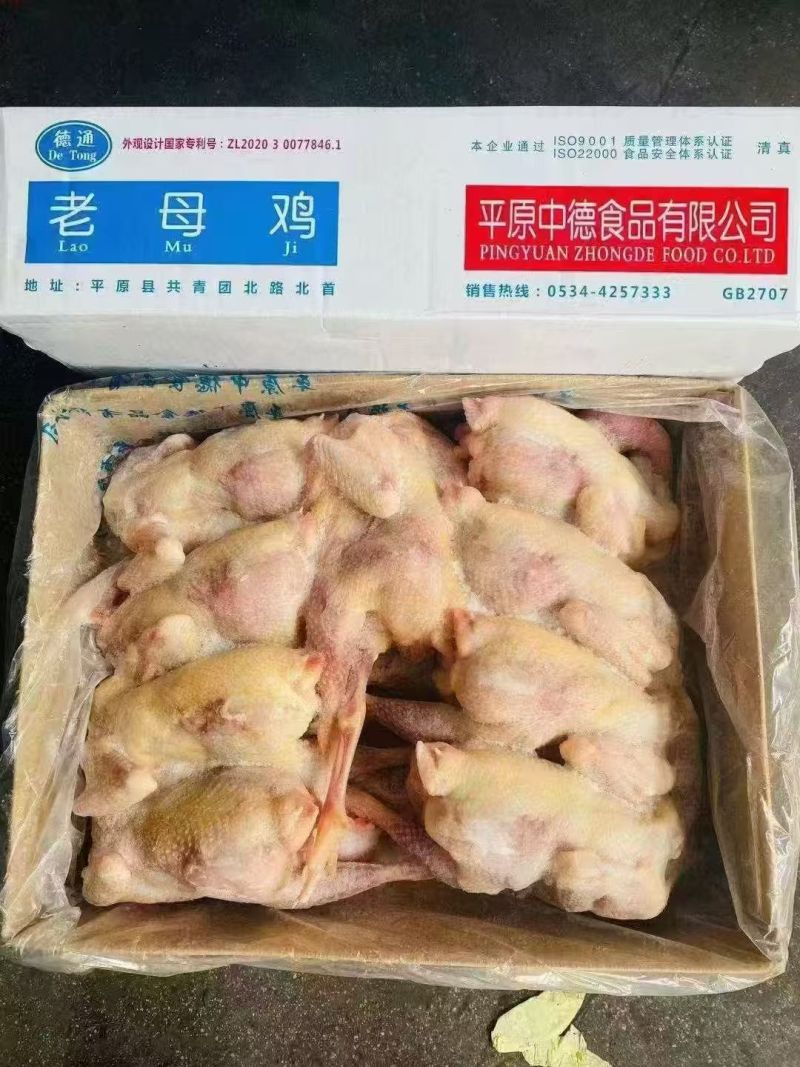 德通白毛老母鸡9只10只