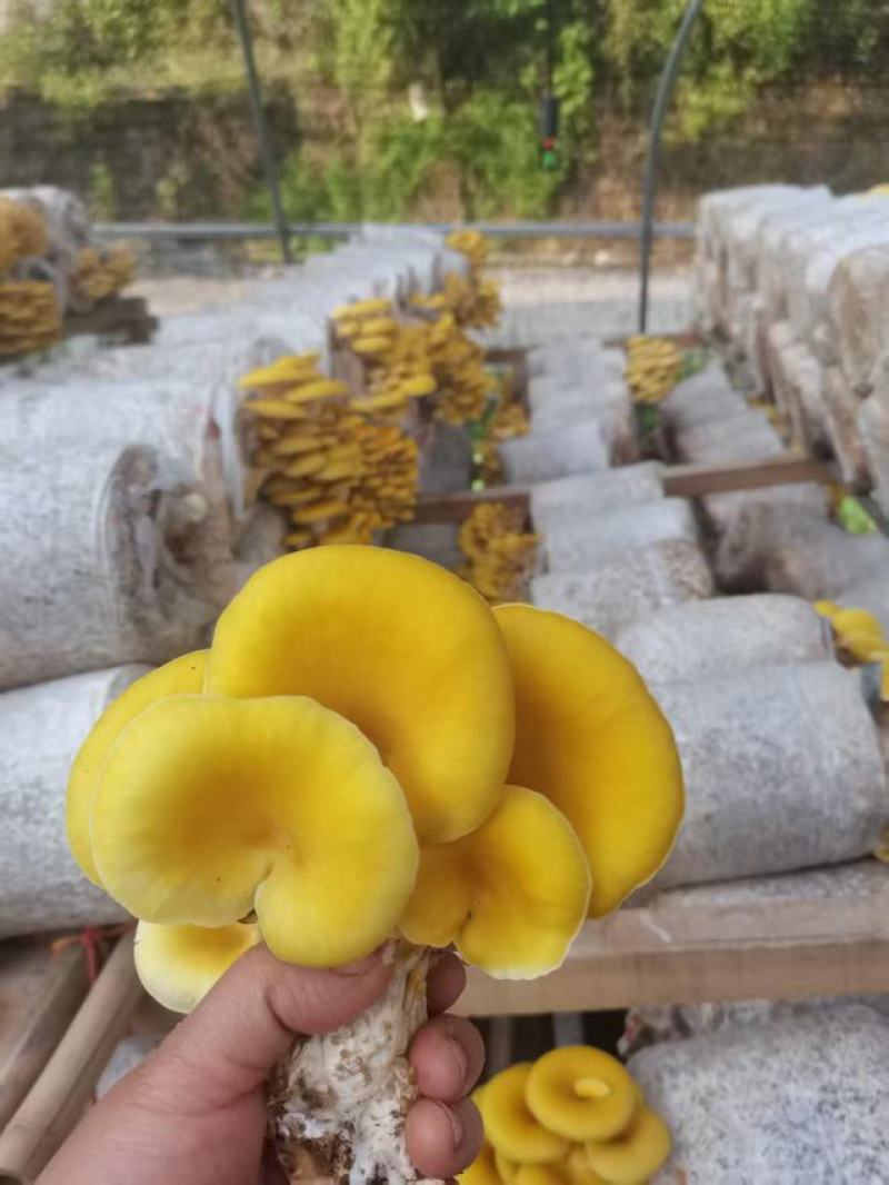 基地直发鸡油菌