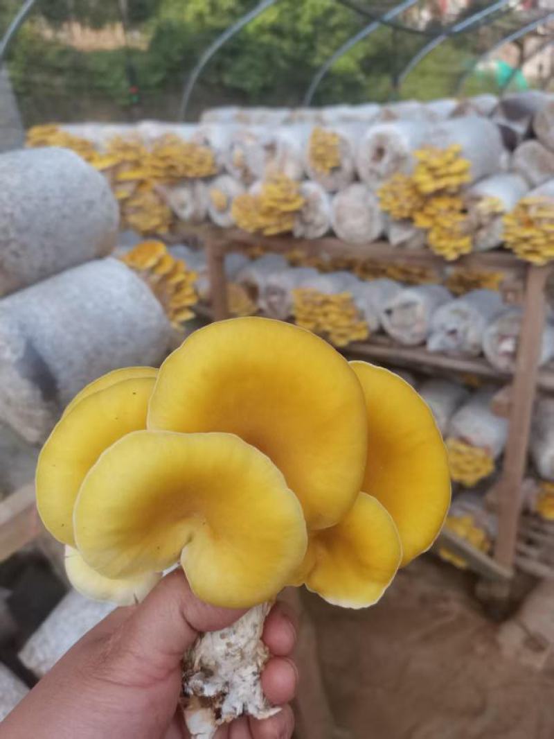 基地直发鸡油菌