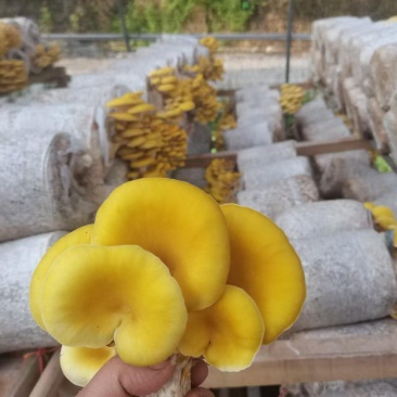 基地直发鸡油菌