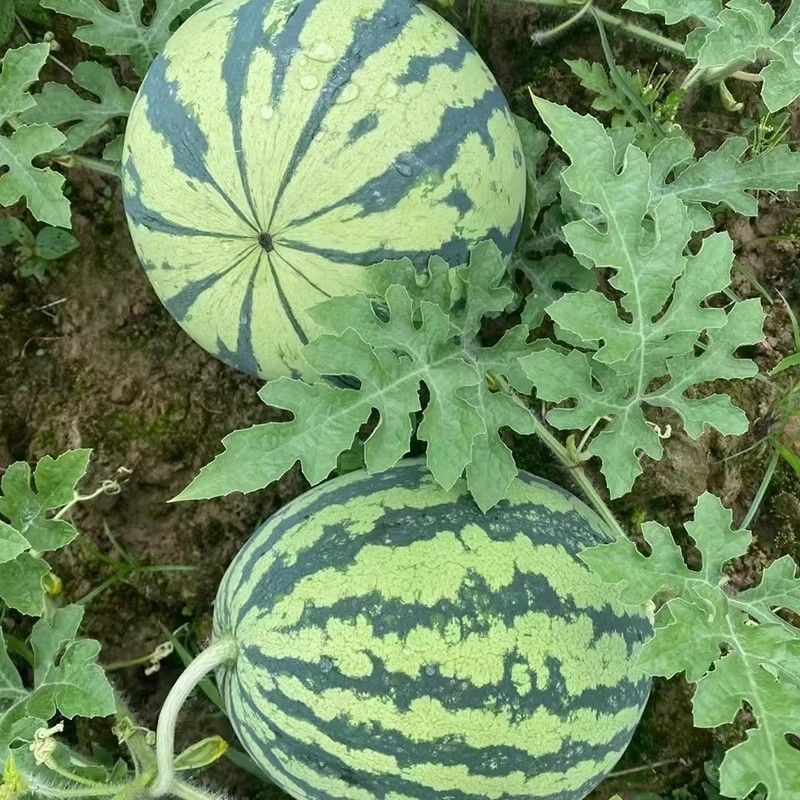 麒麟西瓜/产区直发/货源充足/大量有货