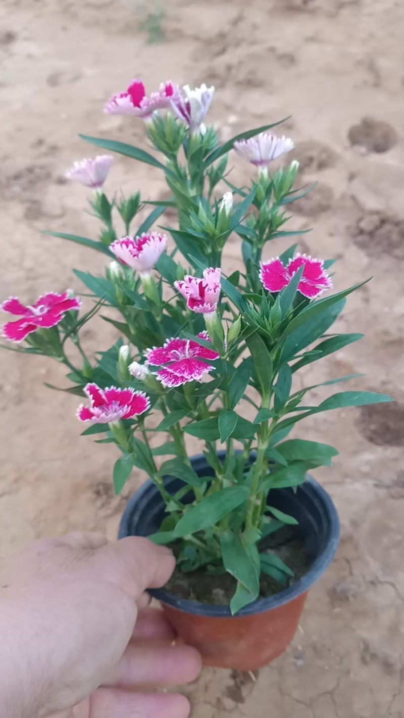 优质美国石竹，花边，大红，颜色都有，颜色齐全，走绿化。