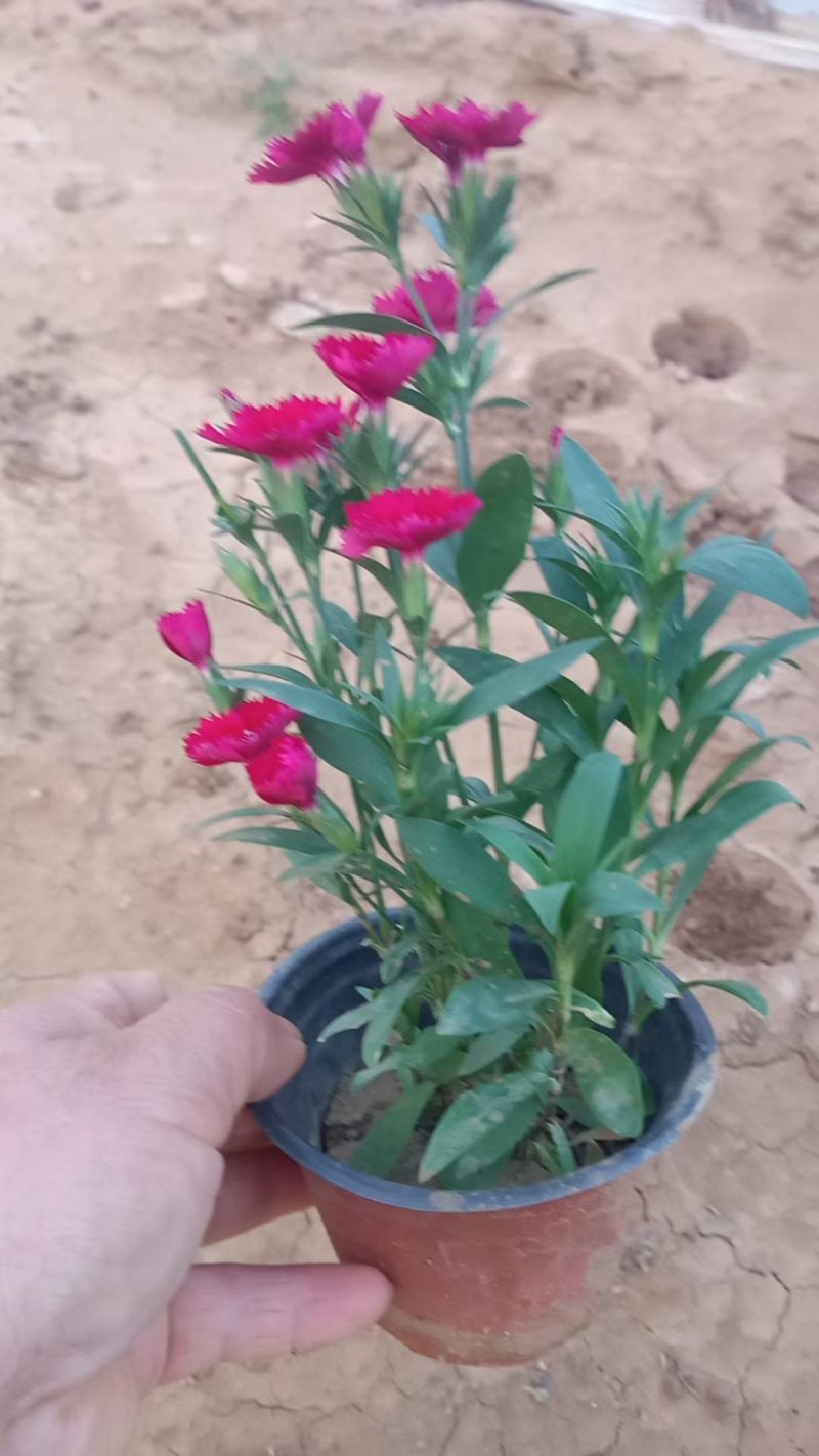 优质美国石竹，花边，大红，颜色都有，颜色齐全，走绿化。