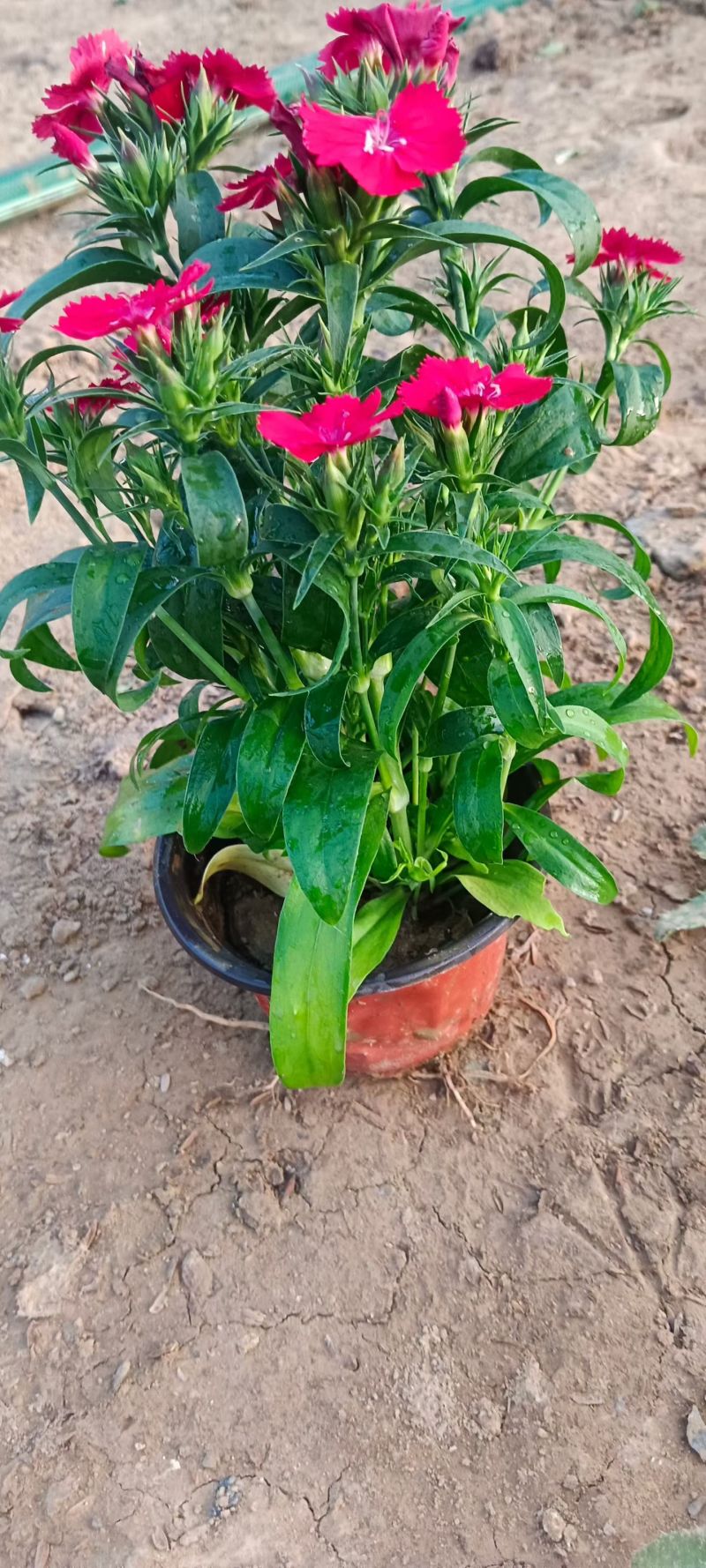 优质美国石竹，花边，大红，颜色都有，颜色齐全，走绿化。