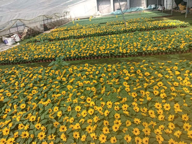 100万基地直销，绿化向日葵，向日葵盆栽