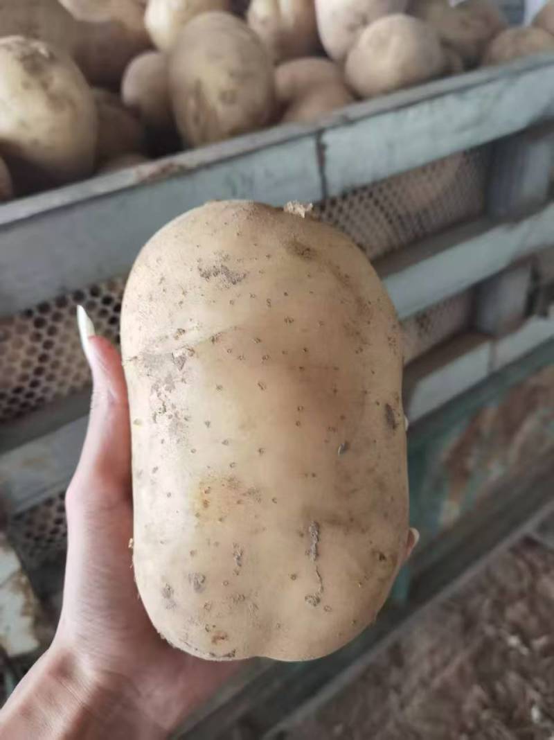 湖北天门黄心土豆产地发货一手货源批发品质保证价格美丽欢迎