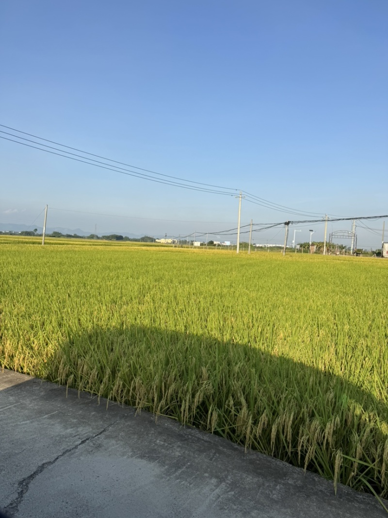 万亩湿稻谷，小粒香米