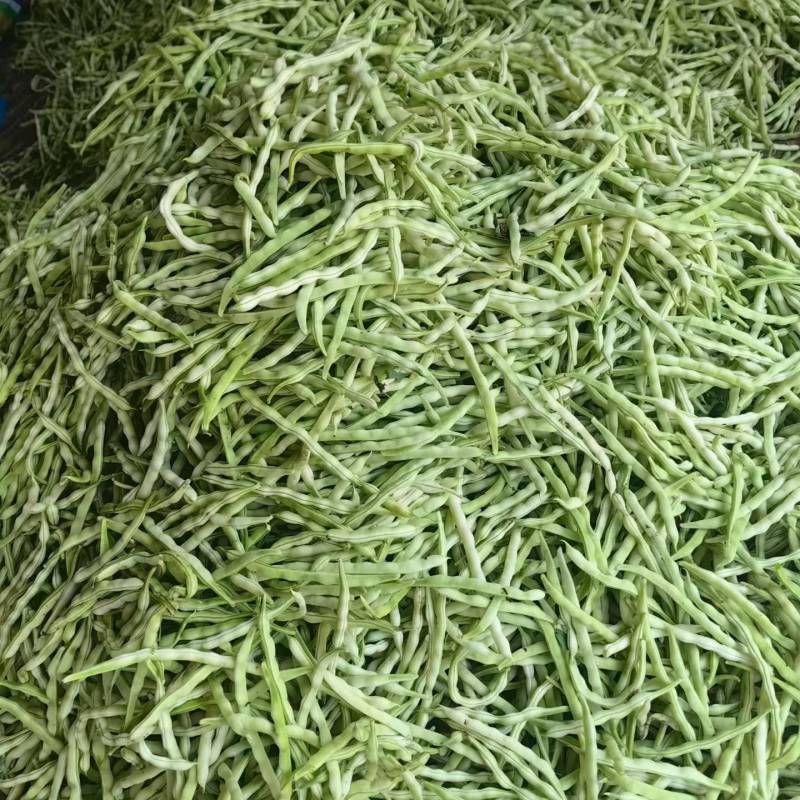 山东临沂九粒白芸豆质量保证面向全国发货量大了
