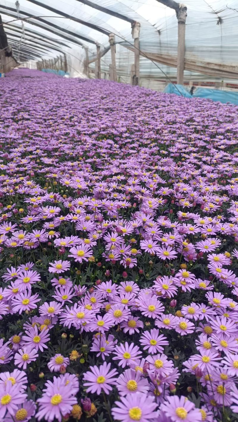 100万姬小菊基地直发，质优价廉。电商绿化盆栽花批发都可