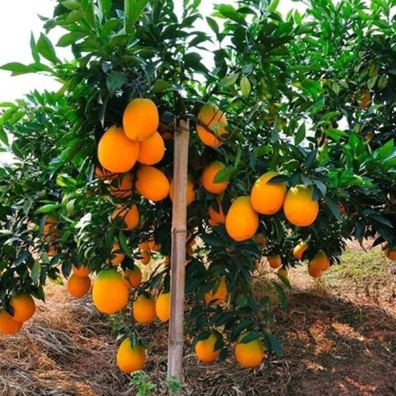 赣南脐橙