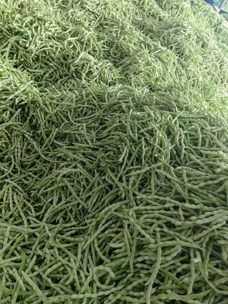 山东临沂九粒白芸豆质量保证面向全国发货量大了