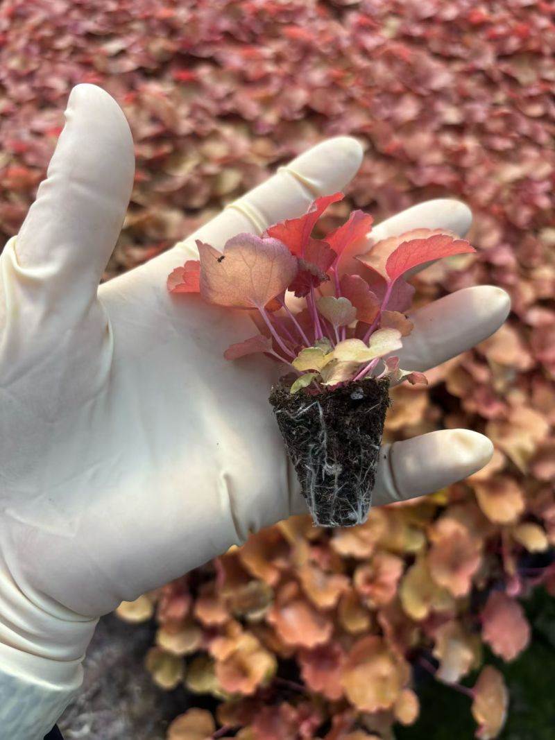 100万优质矾根穴盘苗基地直发，颜色齐全，根系都很好