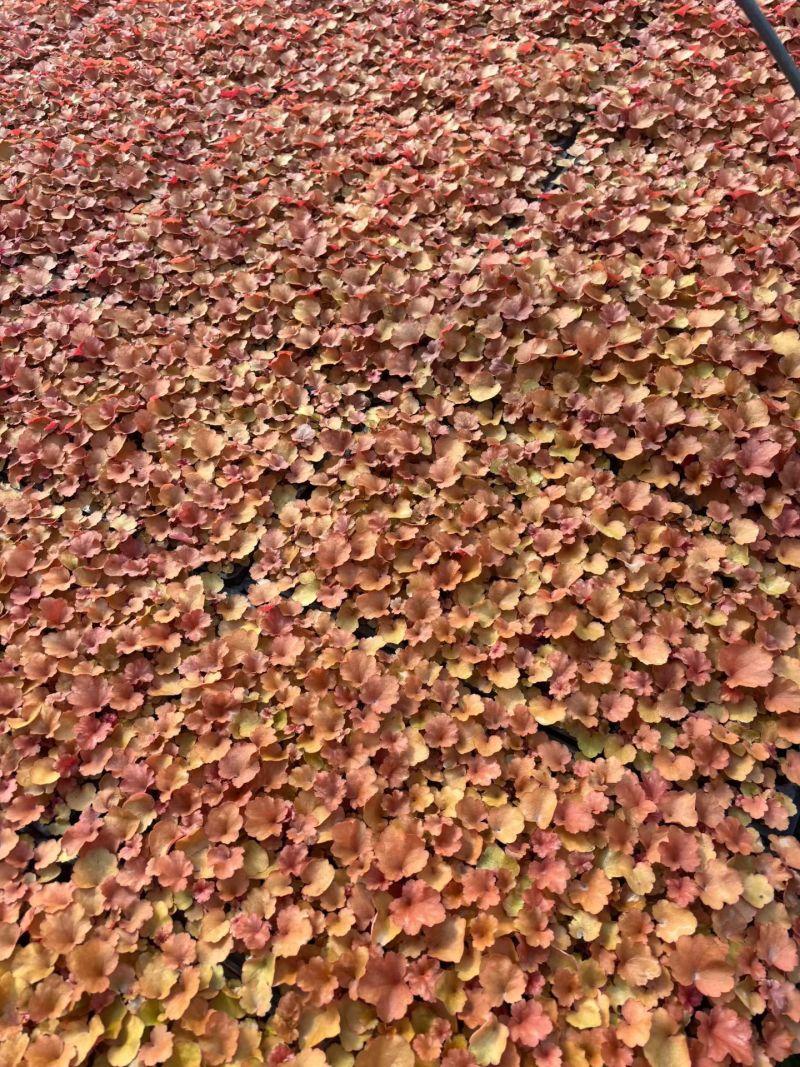 100万优质矾根穴盘苗基地直发，颜色齐全，根系都很好