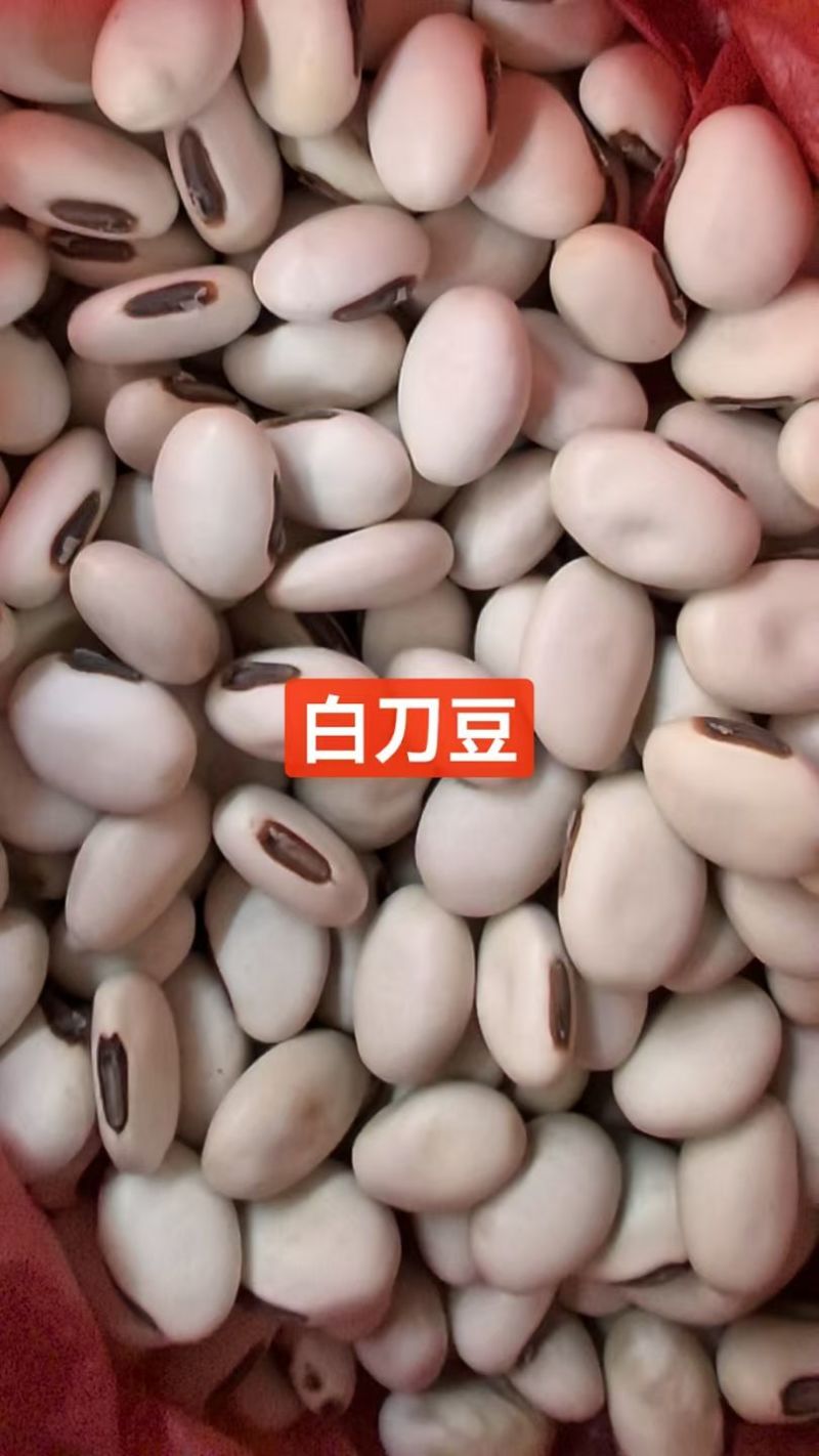 白刀豆，量大从优