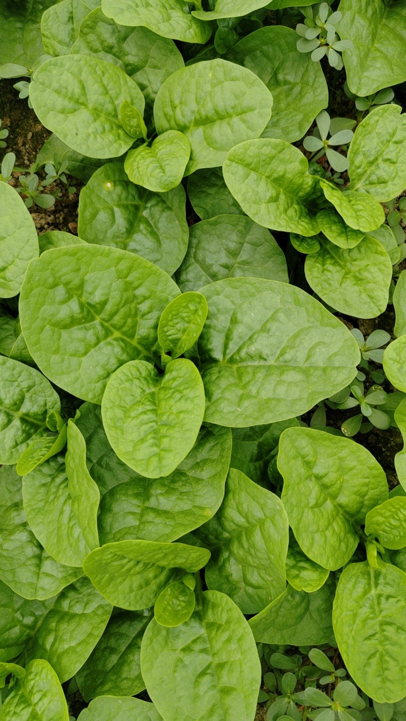 落葵汤菜木耳菜