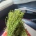 新鲜黄花草，独脚金，全野生稀缺药材，疳积草