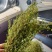 新鲜黄花草，独脚金，全野生稀缺药材，疳积草