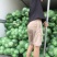 精品包菜