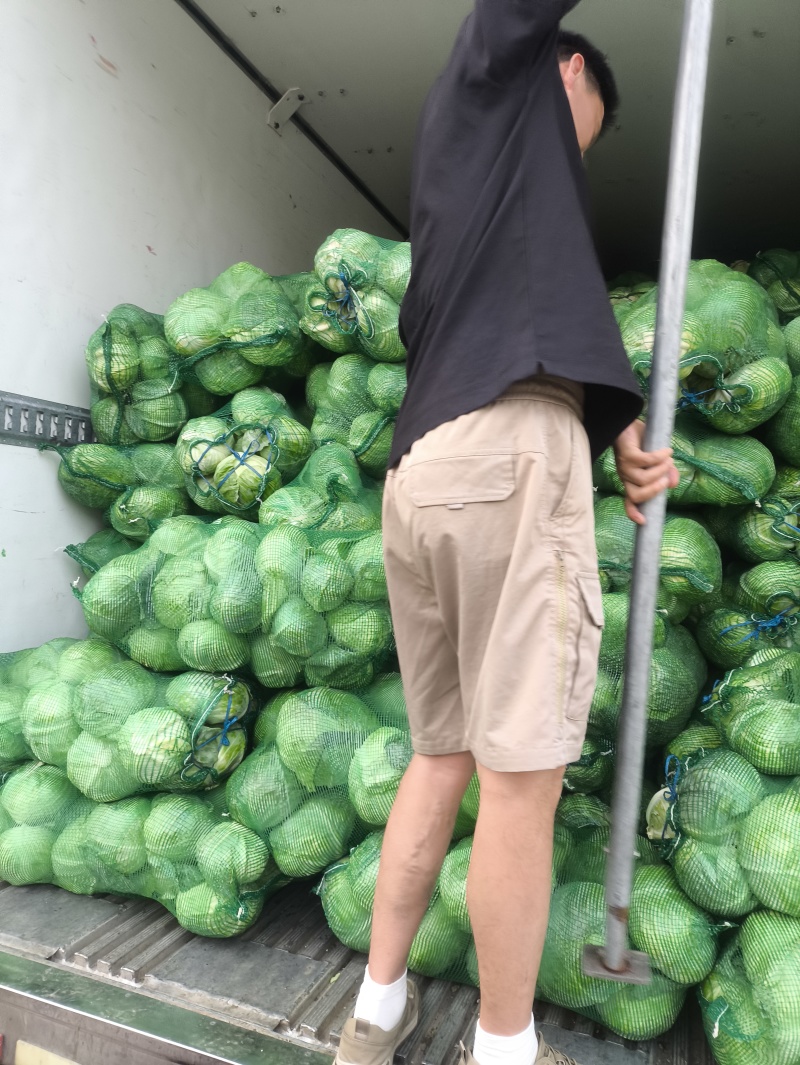 精品包菜