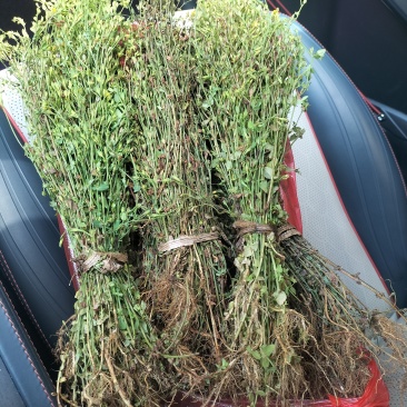 新鲜黄花草，独脚金，全野生稀缺药材，疳积草