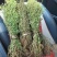 新鲜黄花草，独脚金，全野生稀缺药材，疳积草