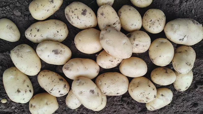 土豆精品黄心土豆大量上市，个大，薯型正，皮毛亮大量现货