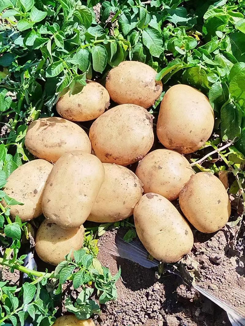 土豆精品黄心土豆大量上市，个大，薯型正，皮毛亮大量现货
