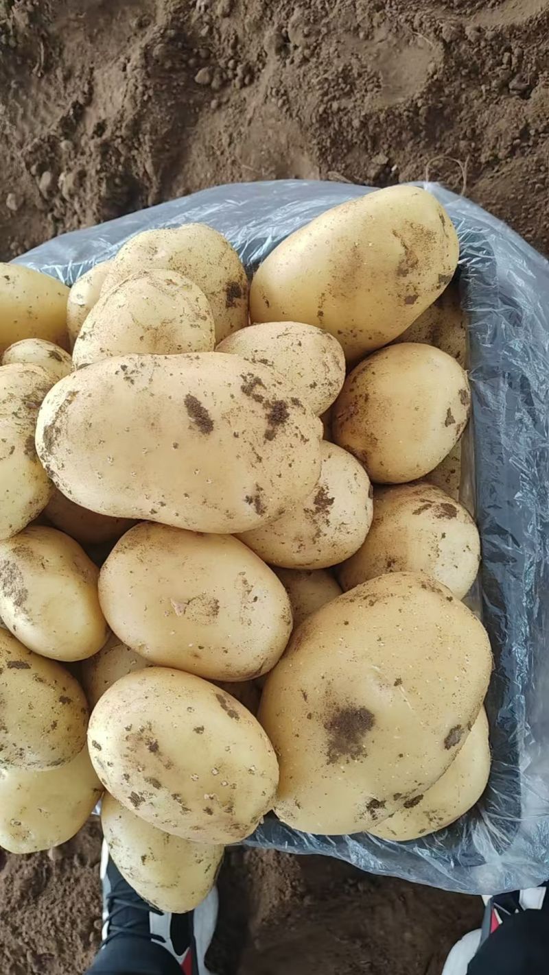 土豆精品黄心土豆大量上市，个大，薯型正，皮毛亮大量现货