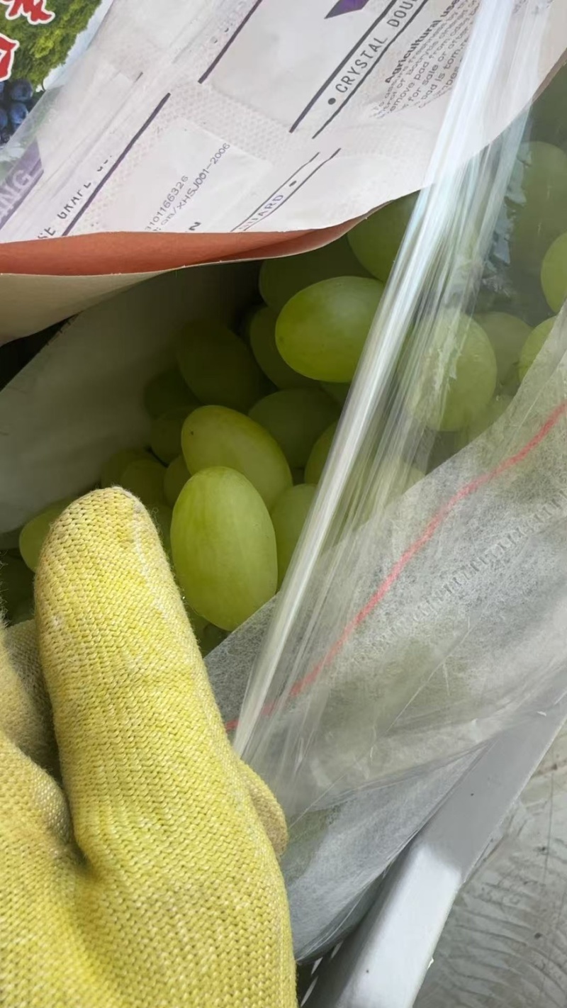 维多利亚葡萄🍇