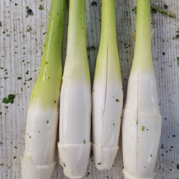 露天茭白