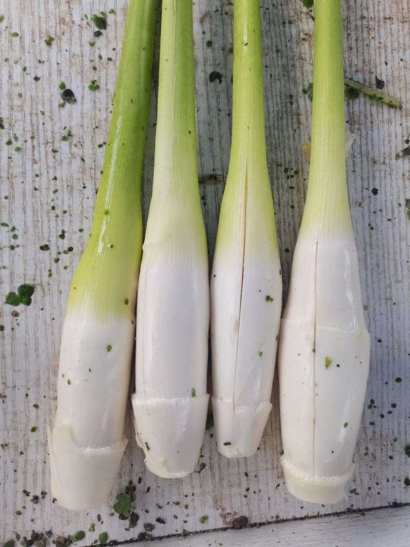 露天茭白