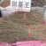 中草药田基黄野生田基黄黄花草250克500克1000克包