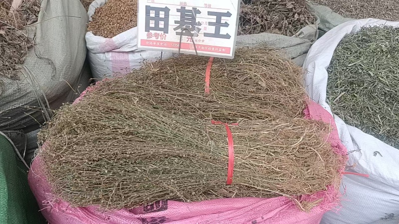 中草药田基黄野生田基黄黄花草250克500克1000克包
