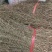 中草药田基黄野生田基黄黄花草250克500克1000克包