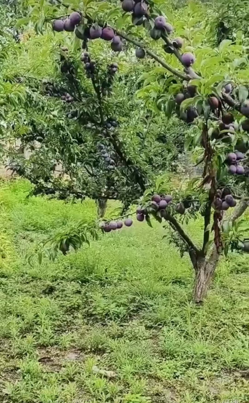 云南丘北五月脆李