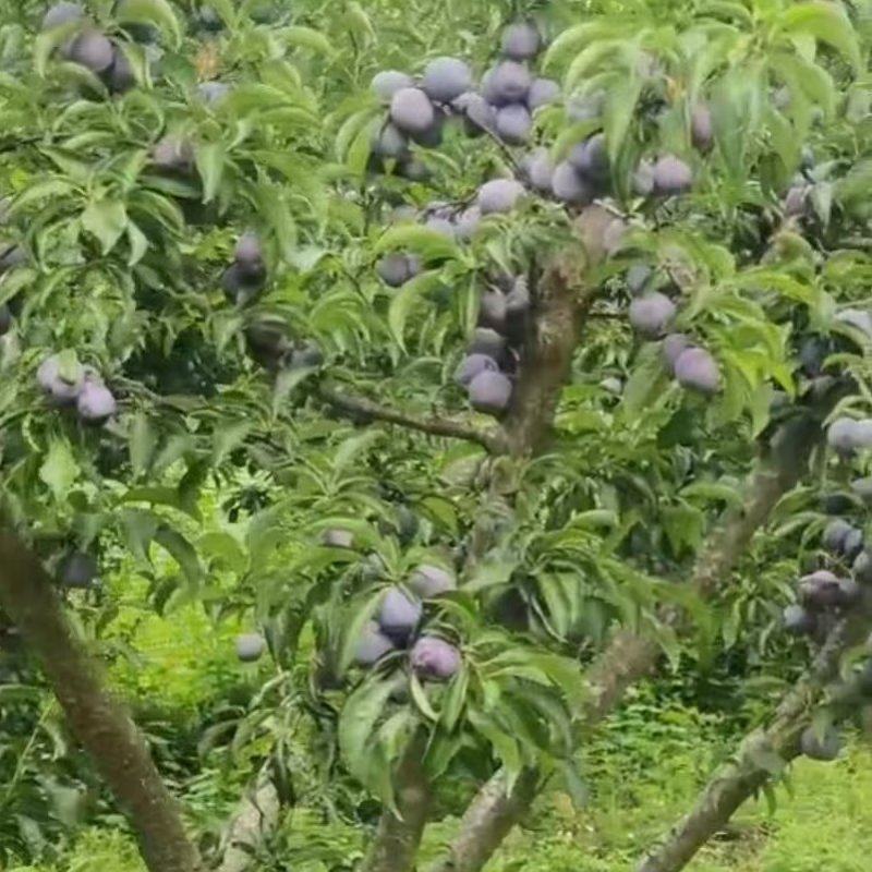 云南丘北五月脆李