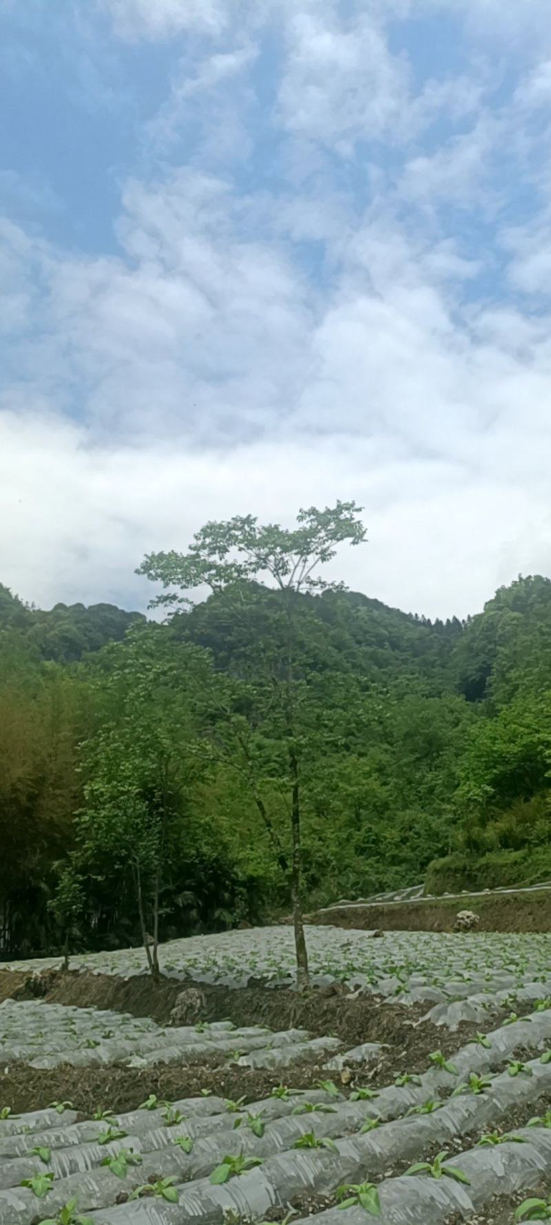 土蜂蜜一斤装/两斤装，食用级树胶瓶装，一年只割一次的中蜂